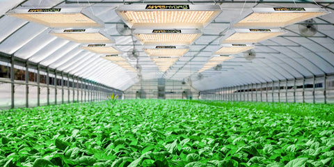 SearchFindOrder 1000W LED Full spectrum Light For Hydroponics