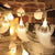 SearchFindOrder 4 / 1.5M 10LED Lights 10/20Led Halloween Pumpkin Ghost Skeletons Bat Spider Led Light String Festival Bar Home Party Decor Halloween Ornament