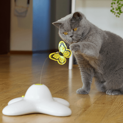 SearchFindOrder Busy Butterfly Cat Toy
