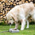 SearchFindOrder Outdoor Dog Water Paw Activated Step Fountain